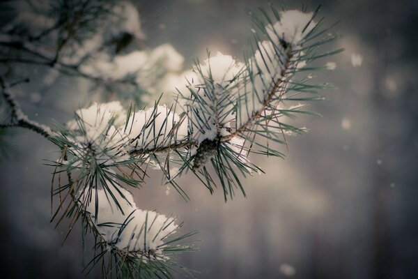 复盖着雪的Vetrchka云杉