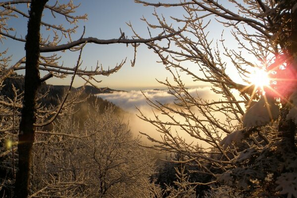 You can see the dawn between the trees