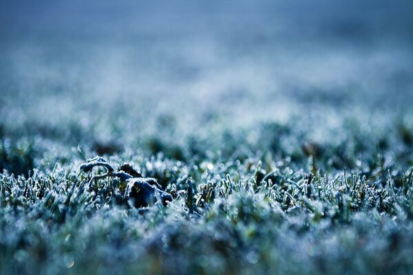 Herbe couverte de givre closeup