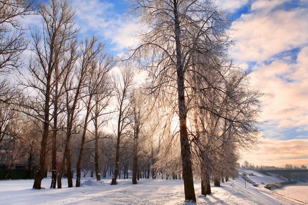 Snow-white alley in the cold