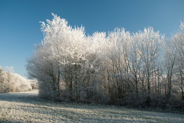 Forêt d hiver sur une journée glaciale