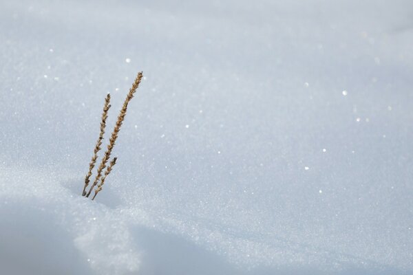 Schnee, der in der Sonne glitzert