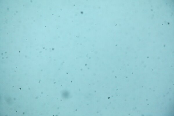 Flying snowflakes against a cloudy sky