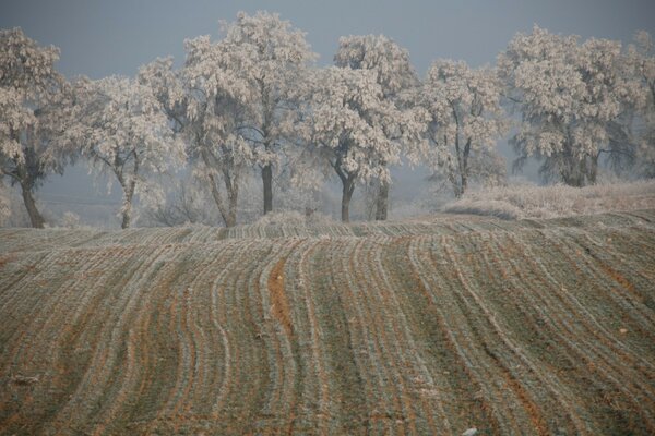 Campo de invierno contra los árboles