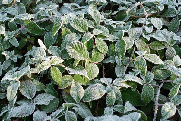 Frozen bushes in the open air