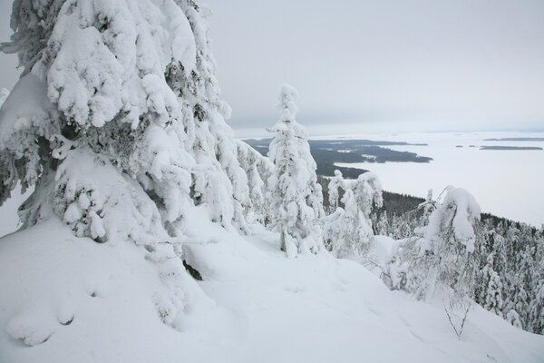 Snow frost enveloped the Christmas trees