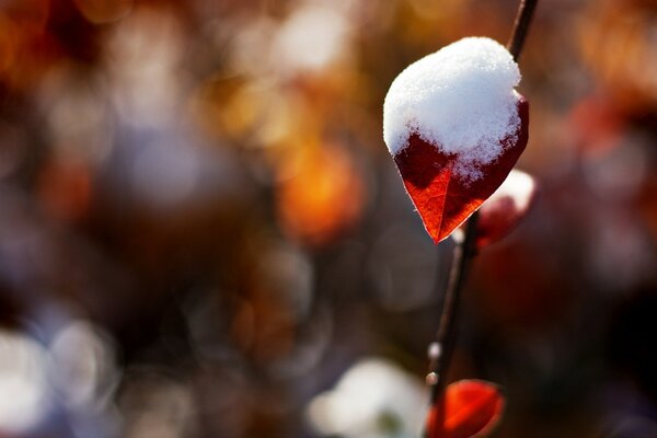 Une petite feuille de neige