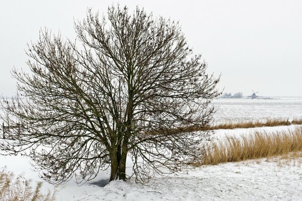 Der Baum schrumpfte vor Frost