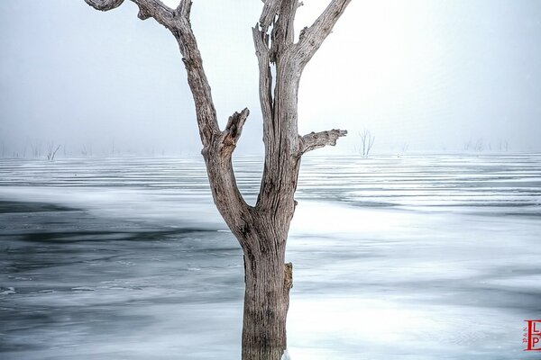 Árbol seco en un lago congelado