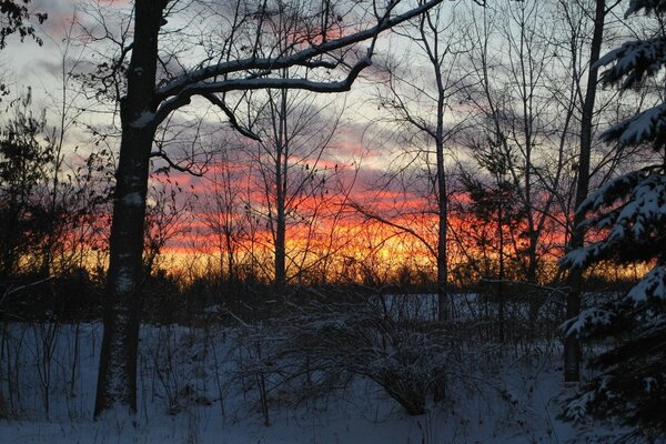 Amanecer en el bosque frío de invierno