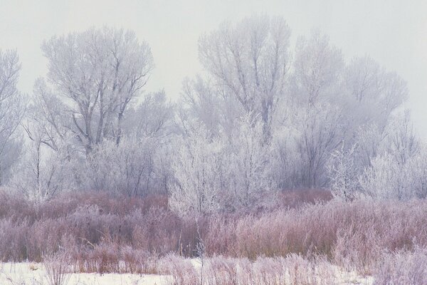 Winter snen wooden landscape