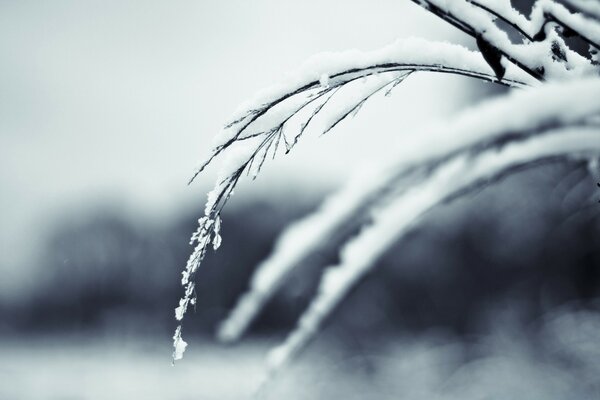 Neige fondante sous la pluie