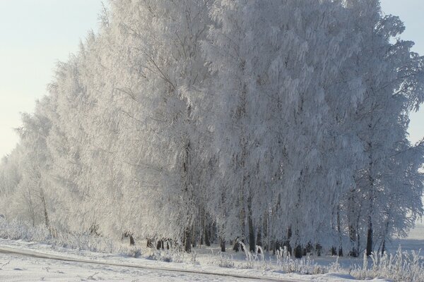 Gefrorener Baum im Sonnenlicht