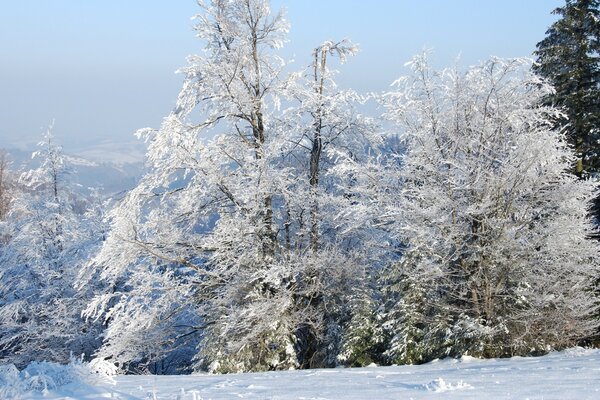 Inny coperto un albero nella foresta