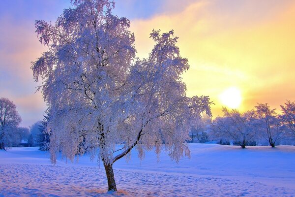 Baum im Winterwald bei Sonnenaufgang