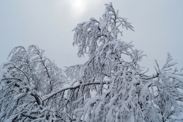 Árbol cubierto de nieve en invierno frío