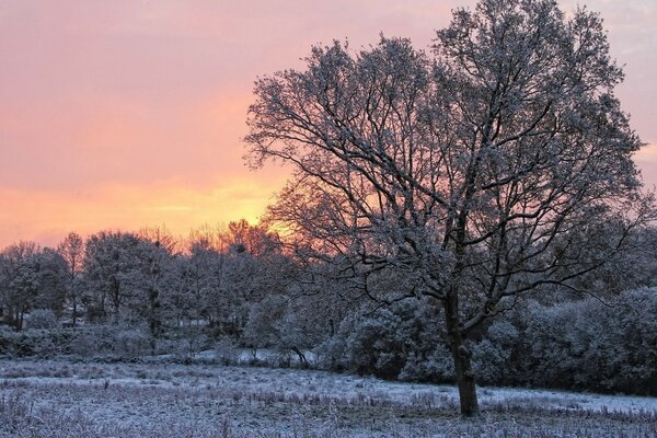 Puesta de sol de invierno y un árbol en la nieve