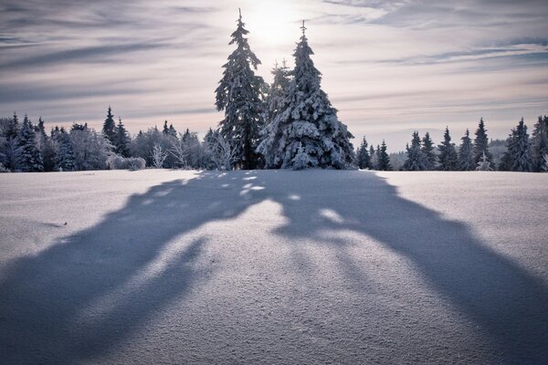 Foreste e campi congelati in inverno