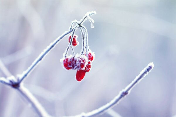 Rote Beeren hängen. Weißer Frost