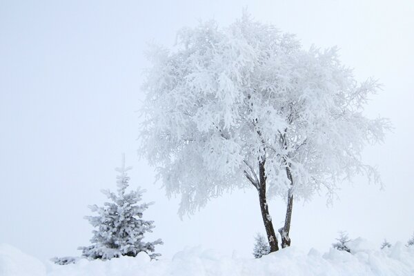 The winter tree is covered with frost