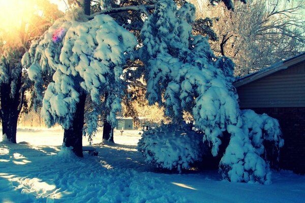 树枝在雪的重压下弯曲