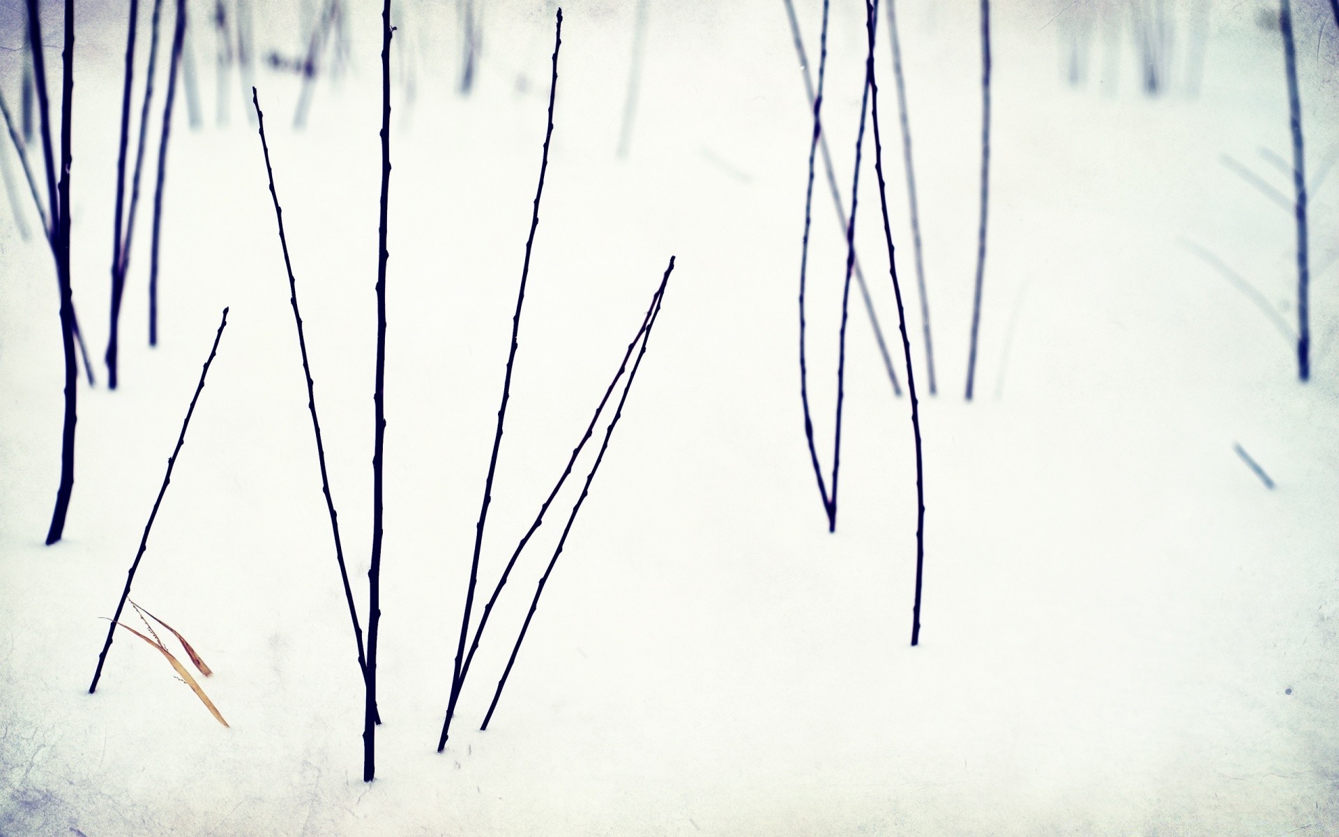 winter schnee natur frost wetter im freien baum flora kälte holz wachstum abstrakt zweig desktop licht landschaft saison eis