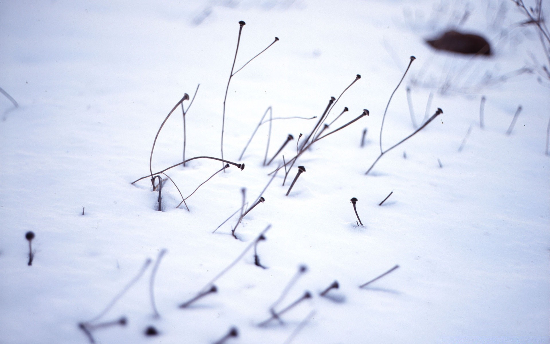 hiver neige glace froid gel météo nature congelé paysage