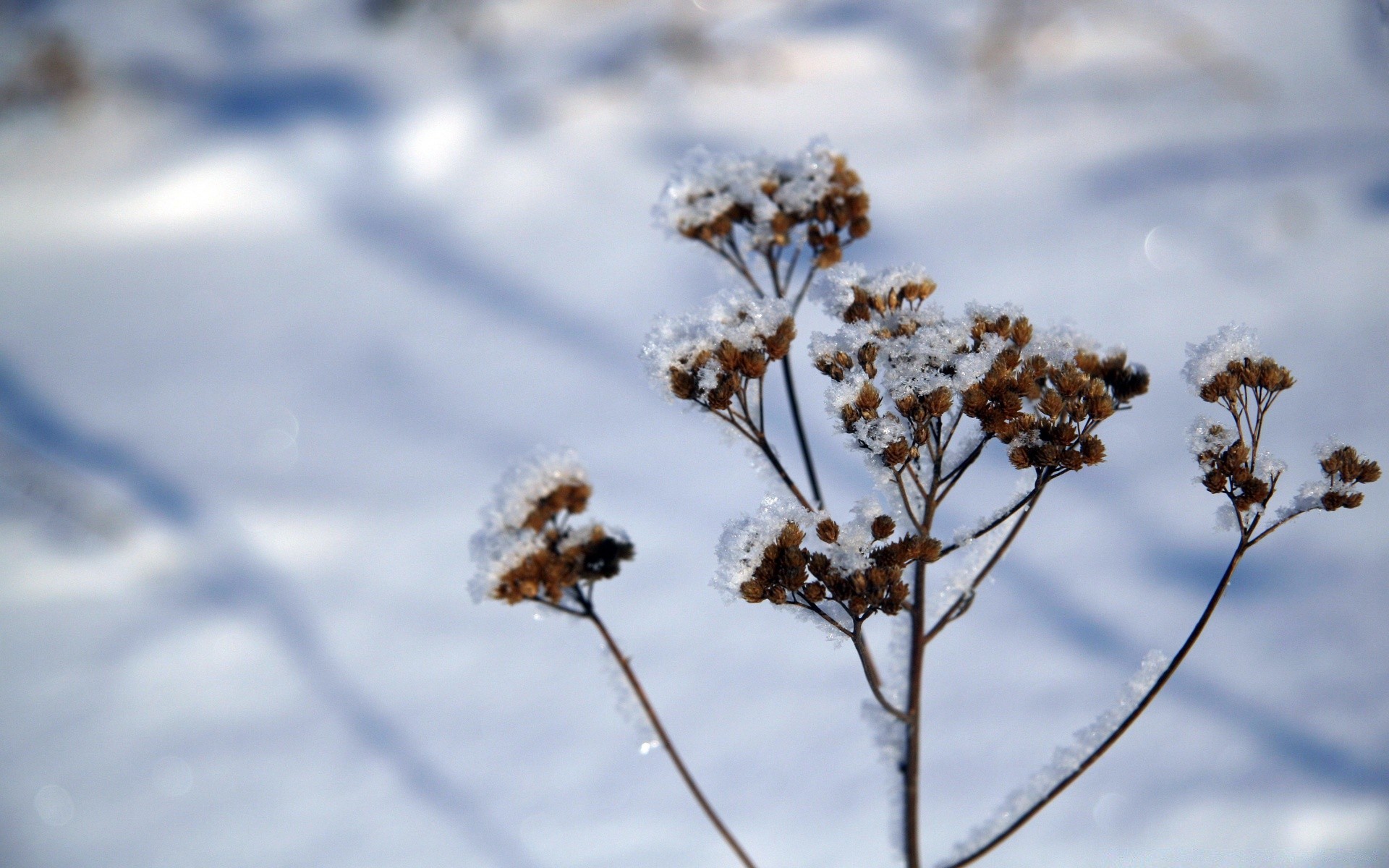 winter nature outdoors sky fair weather summer flower sun flora season snow tree frost field blue sky bright dawn landscape sunny