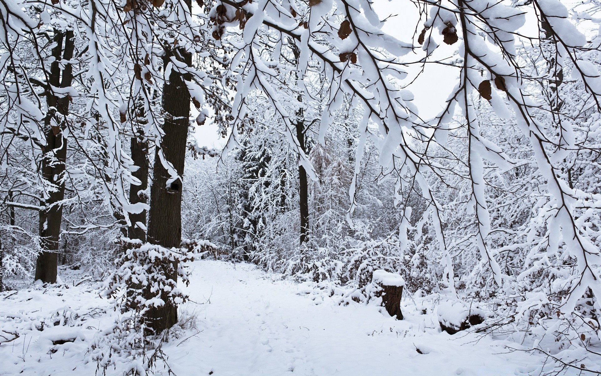 winter schnee kalt frost gefroren baum holz saison eis wetter landschaft zweig verschneit schneesturm frostig schnee-weiß eisig landschaftlich szene