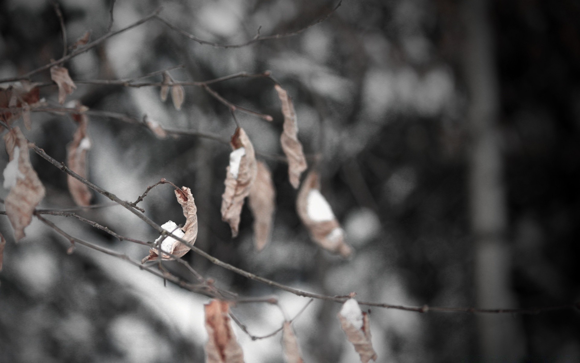 hiver arbre nature neige à l extérieur automne froid branche gel saison bois oiseau météo parc feuille environnement congelé