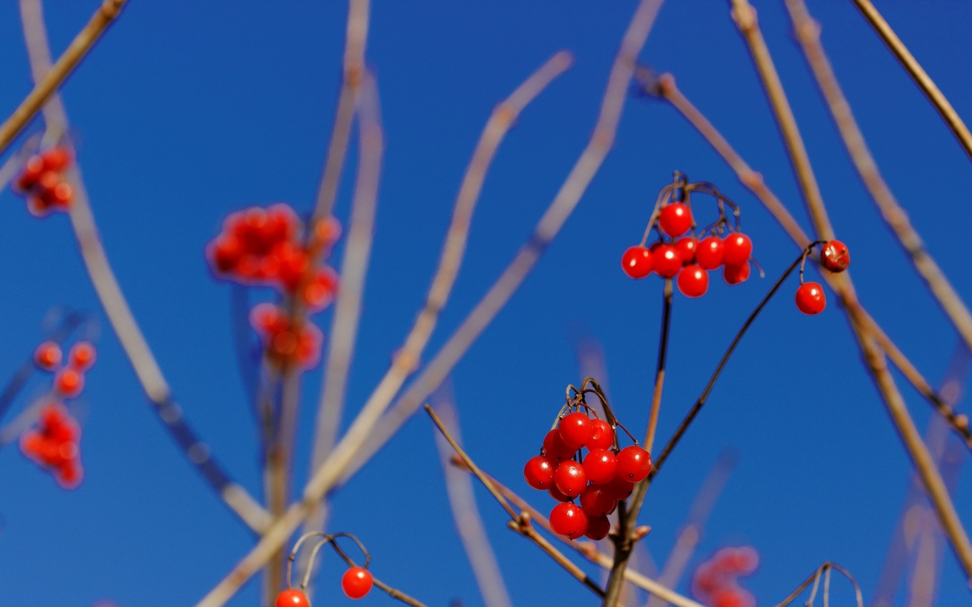 zima oddział natura na zewnątrz drzewo jarzębina liść flora jarzębina jagoda śnieg kwiat