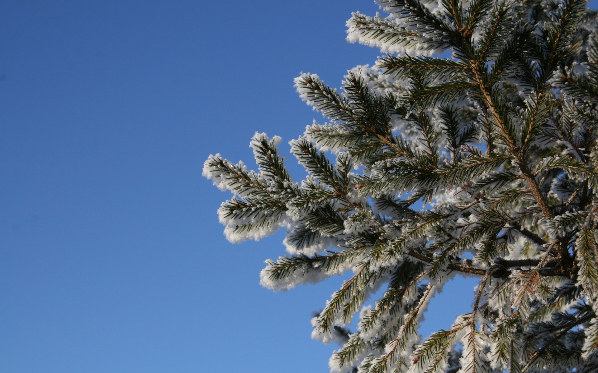 winter tree nature snow frost outdoors evergreen sky season conifer branch needle pine landscape wood