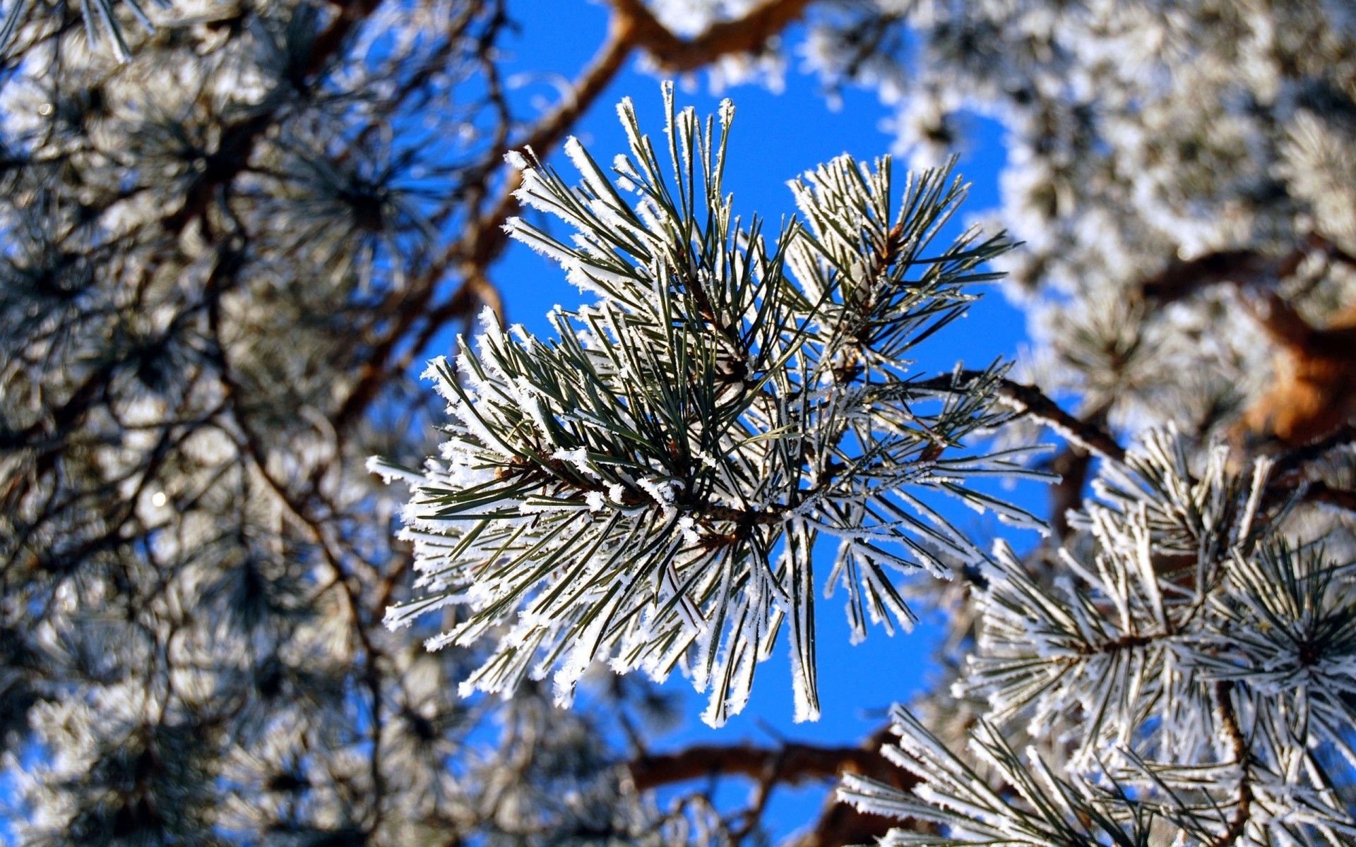 winter tree branch season pine nature needle christmas frost evergreen outdoors conifer snow wood spruce fir coniferous flora bright