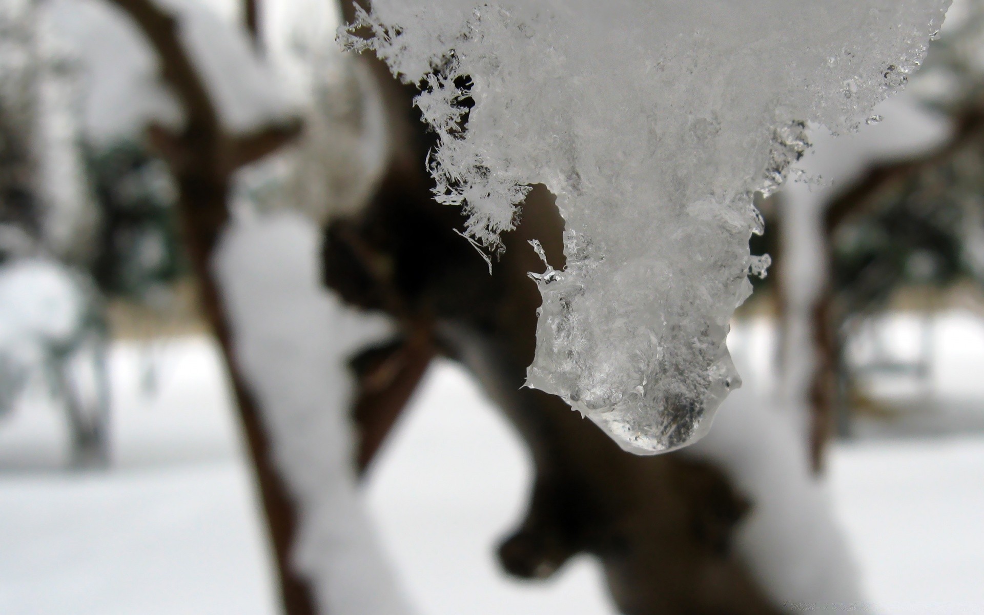 winter schnee frost kälte eis gefroren eiszapfen wetter reisen im freien unschärfe baum natur frostig kristall eisig umwelt