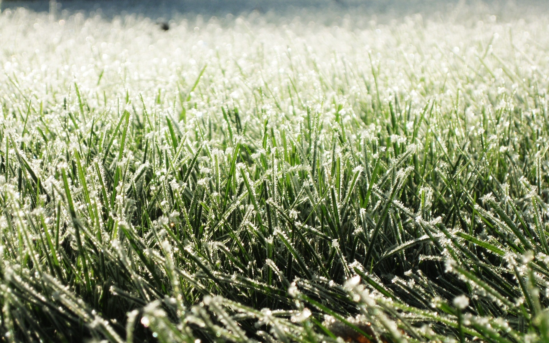 winter feld gras weide des ländlichen natur flora sommer landwirtschaft saison wachstum bauernhof heuhaufen im freien flocken schließen boden medium lebensmittel ernte