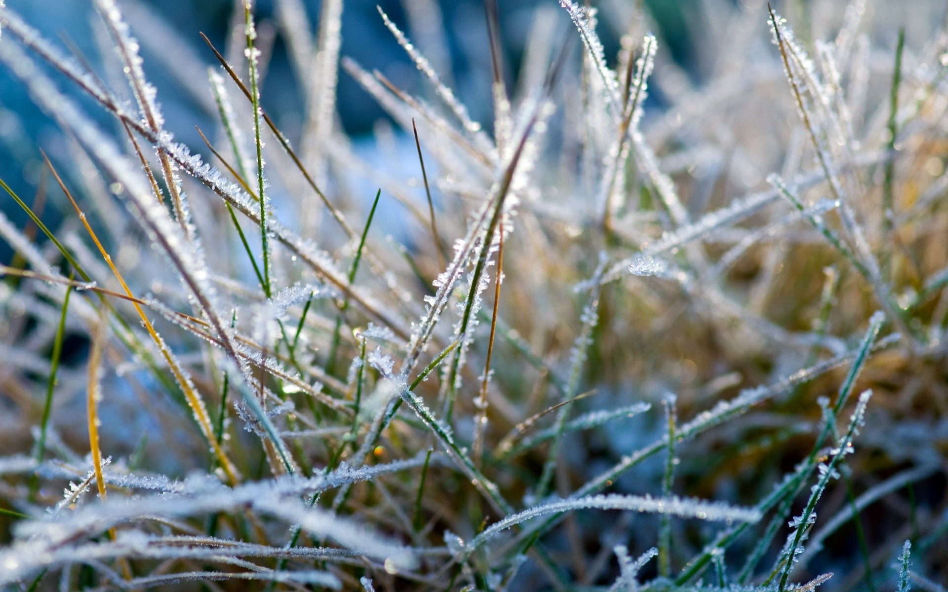 hiver herbe nature à l extérieur gel flore champ aube rural beau temps croissance été soleil feuille neige saison sec rosée gros plan