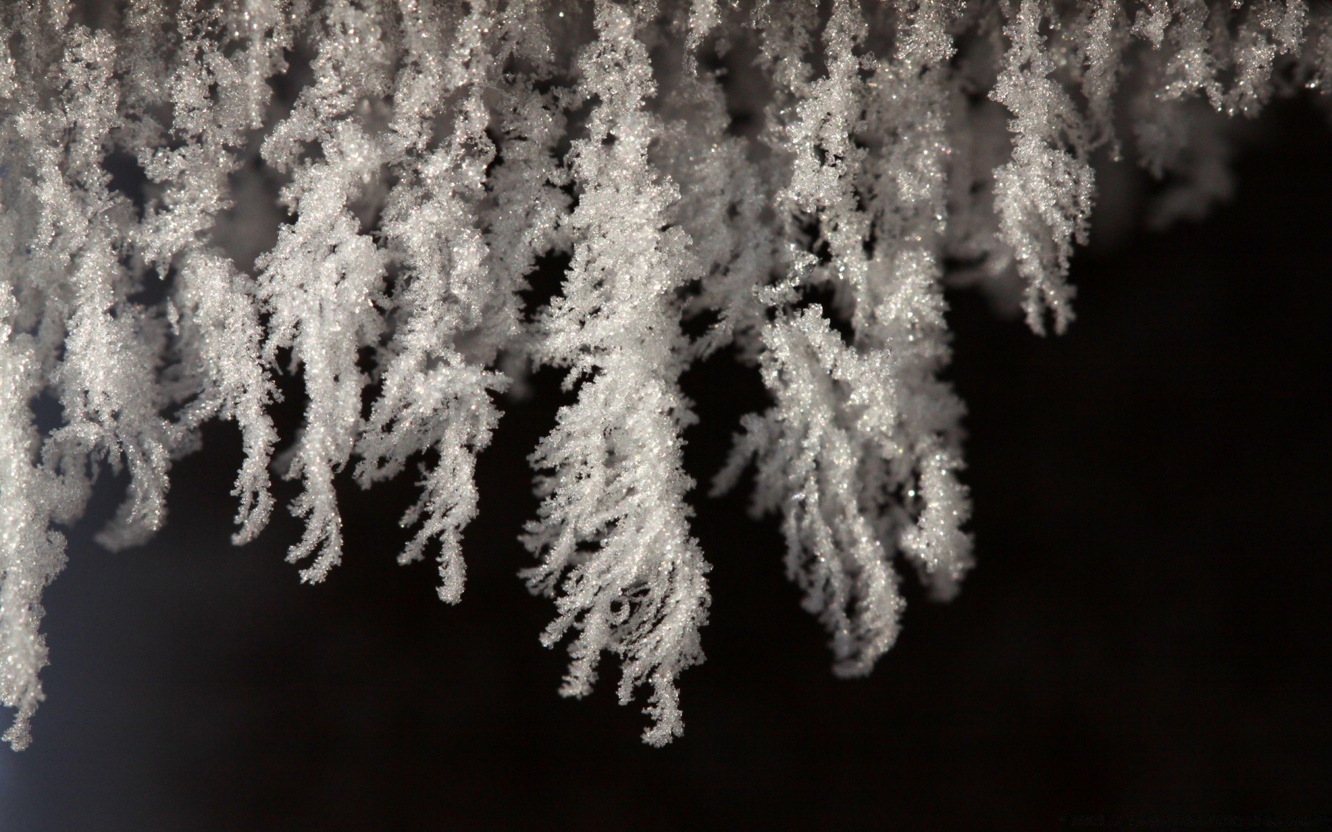 winter frost schnee natur blatt gefroren weihnachten kälte eis wetter baum saison im freien hell frostig holz schneeflocke evergreen flora