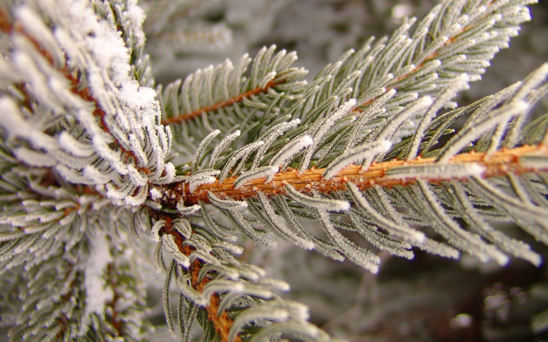 hiver noël pin aiguille arbre saison evergreen nature gel sapin branche épinette conifère décoration conifère cône neige vacances gros plan