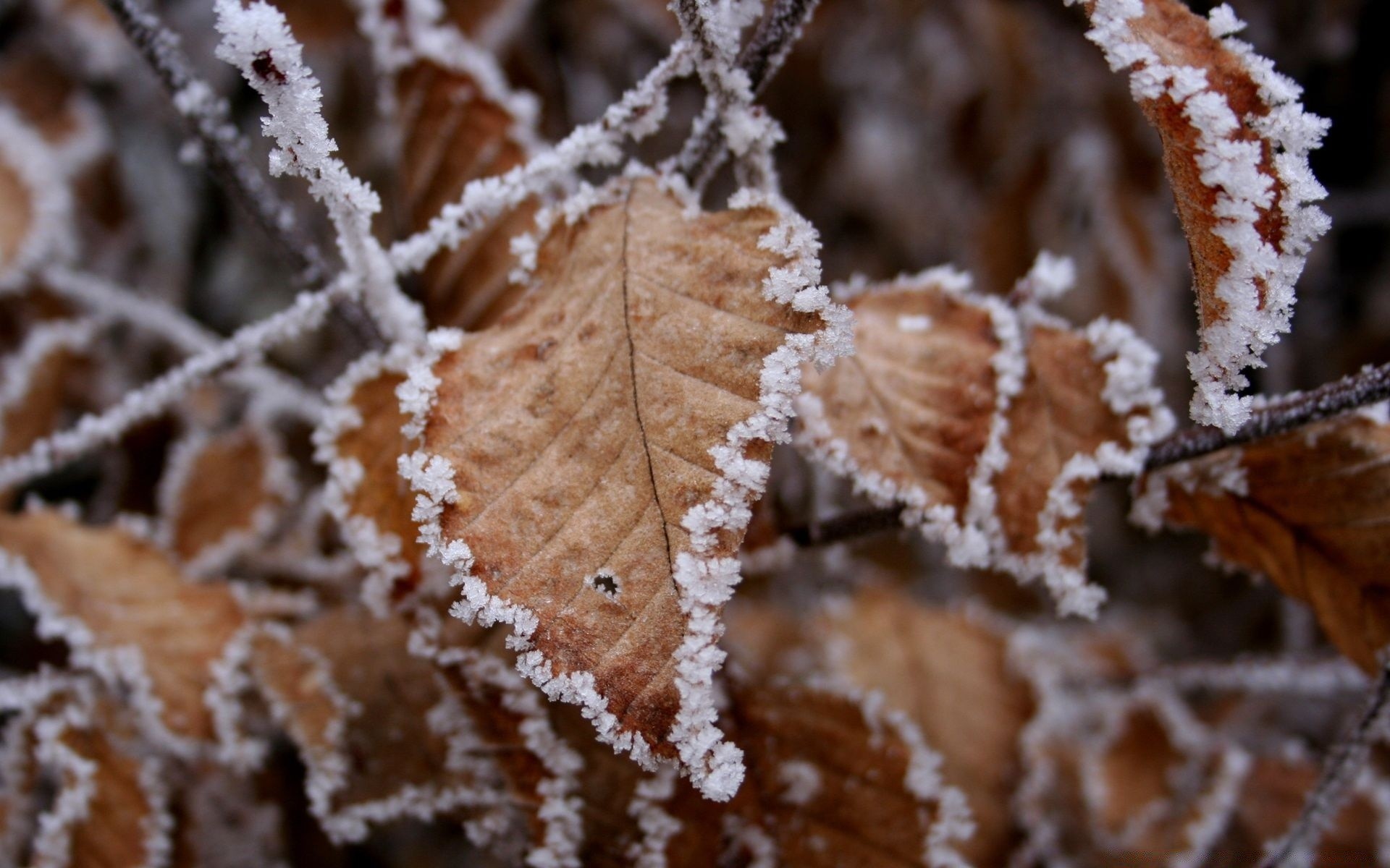 inverno gelo natura neve albero foglia congelato freddo primo piano legno texture desktop autunno astratto modello flora stagione all aperto fiocco di neve