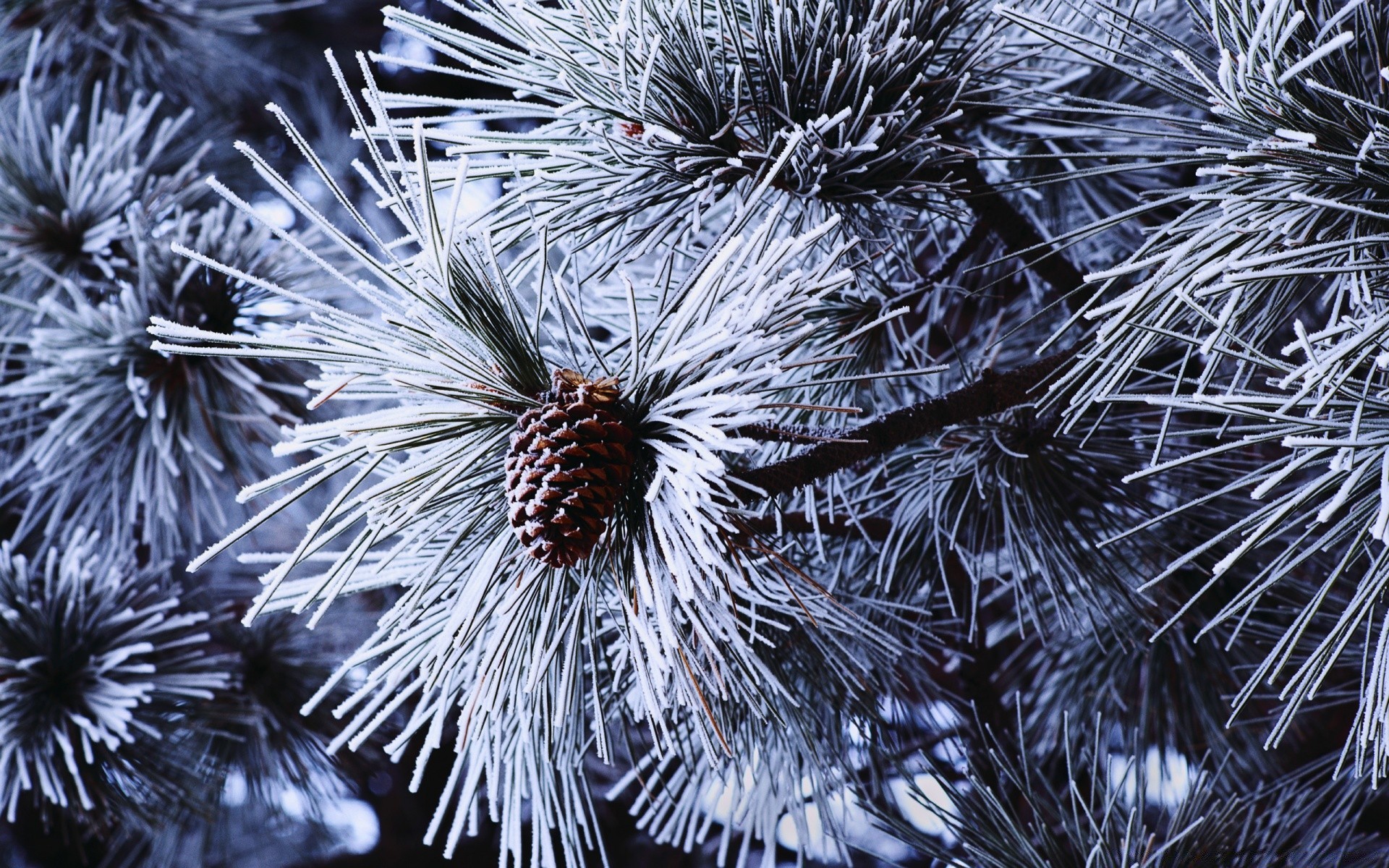 winter christmas tree needle pine celebration decoration conifer frost nature evergreen cone branch spruce season sharp fir snow desktop