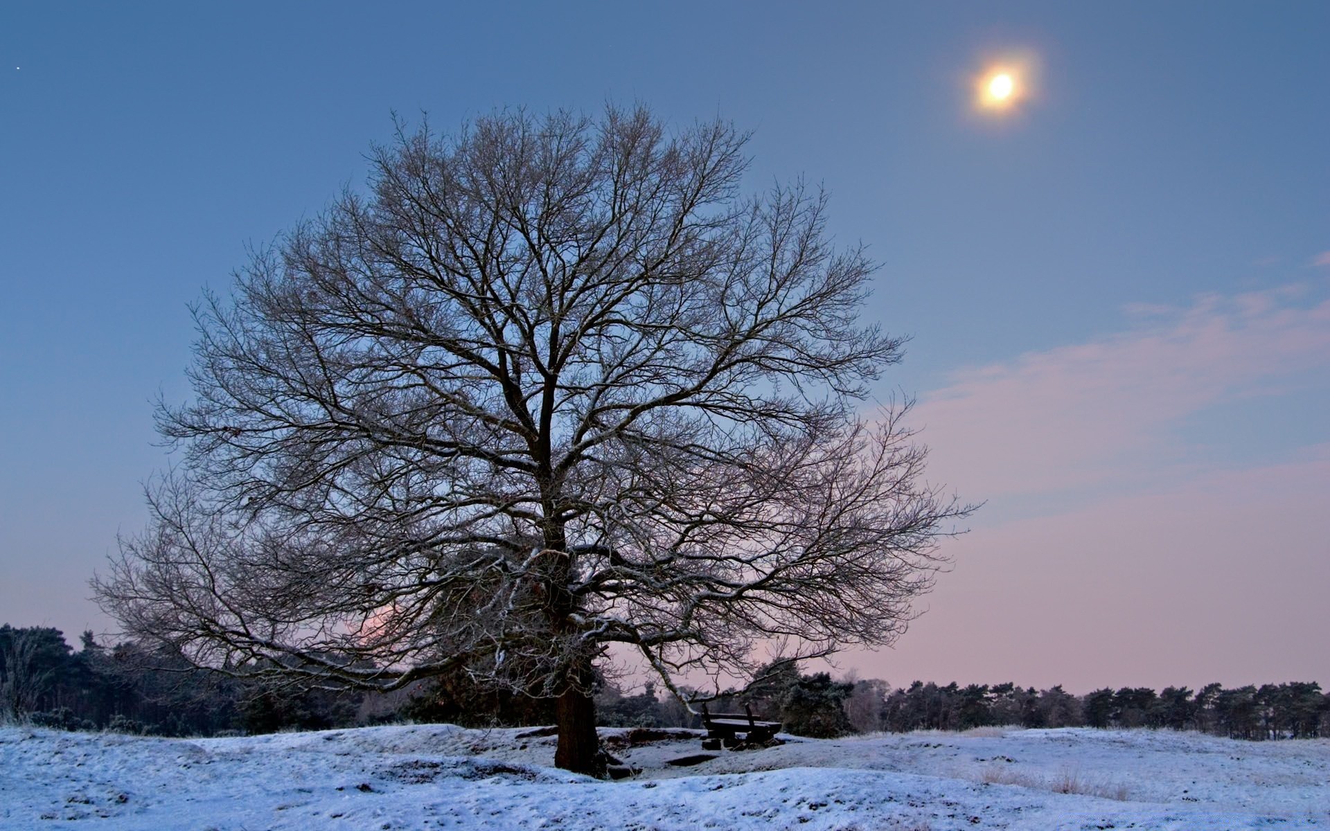 winter snow landscape tree frost cold nature ice frozen outdoors wood weather dawn lake season water branch park solitude