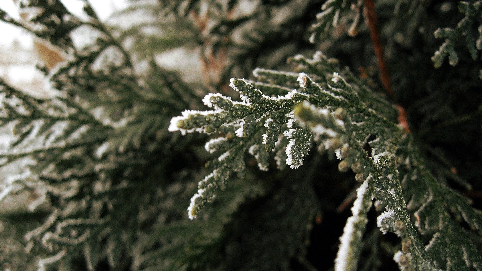 hiver arbre noël gel evergreen pin neige aiguille saison conifères branche nature sapin feuille à l extérieur bois décoration froid sapin