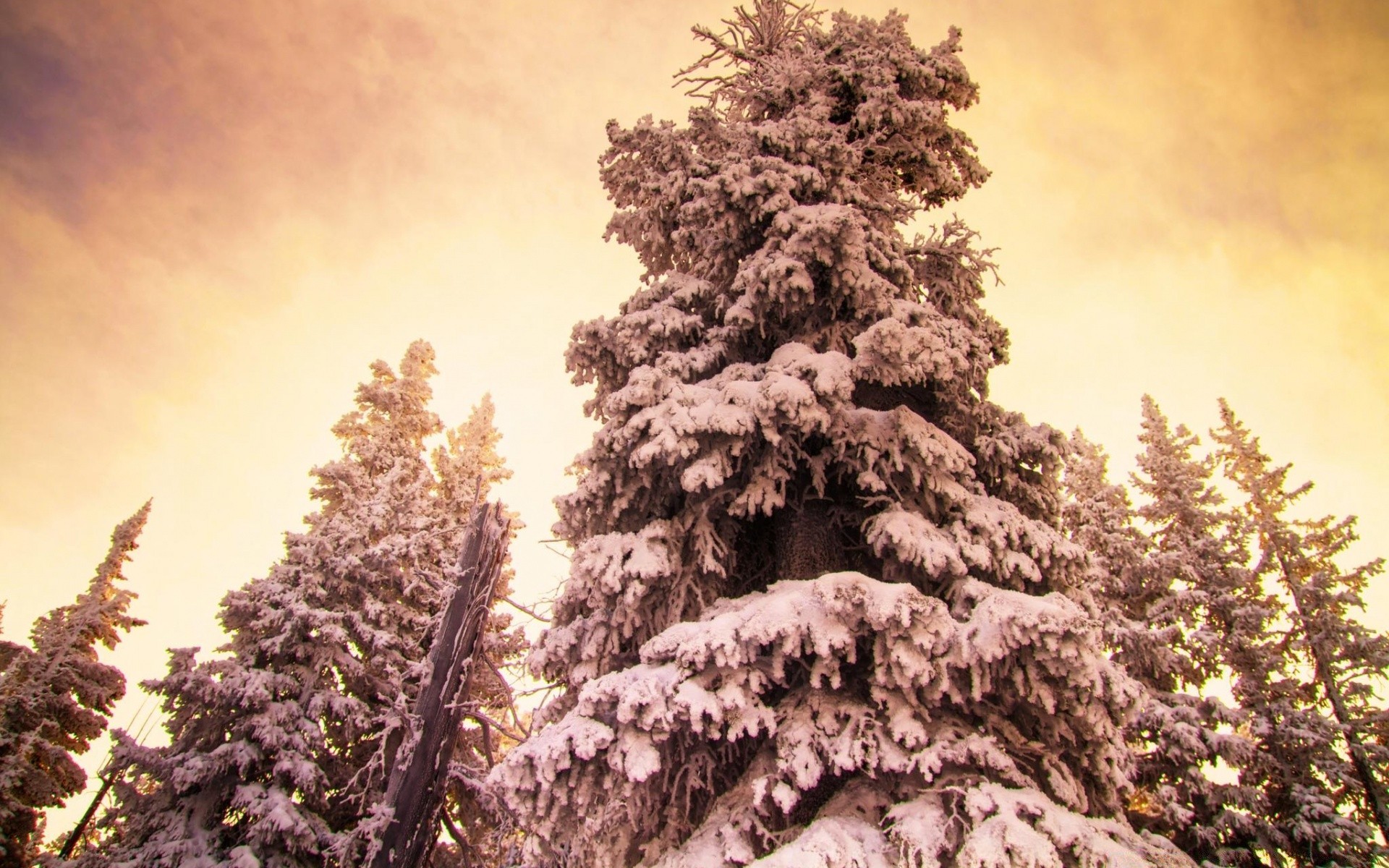 winter tree wood landscape nature snow outdoors season pine scenic evergreen conifer park branch