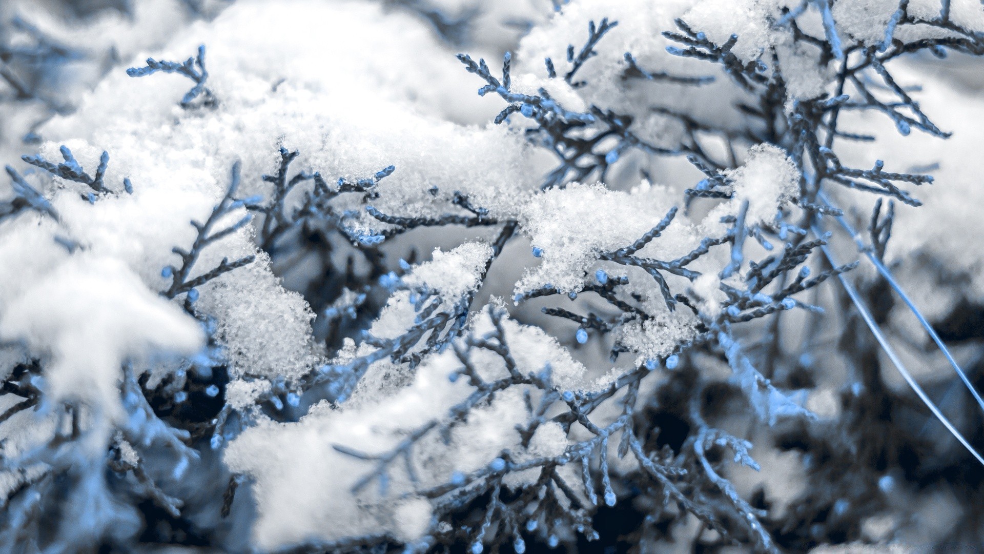 invierno escarcha nieve frío congelado árbol temporada hielo naturaleza helado tiempo helado blanco como la nieve rama copo de nieve navidad madera