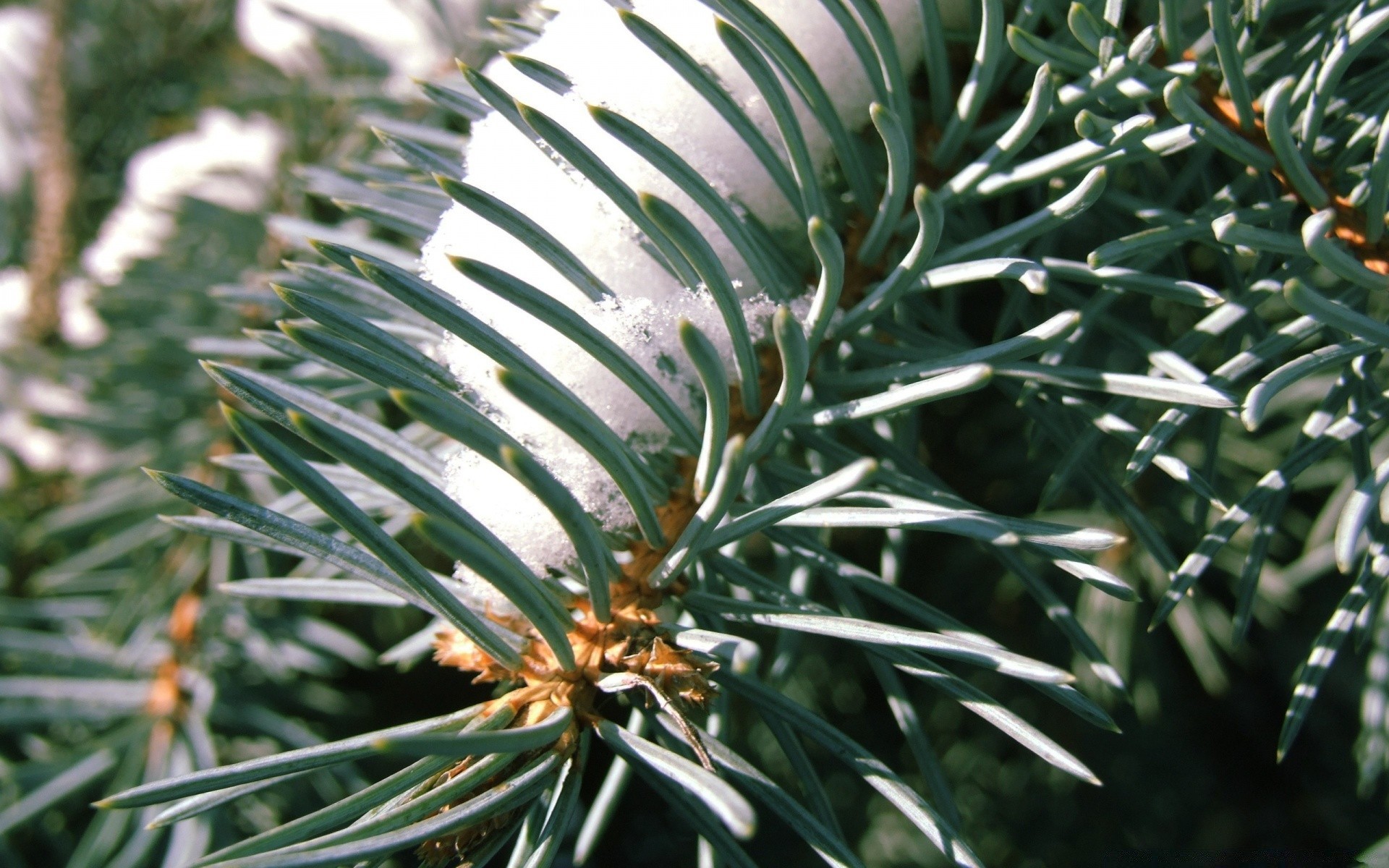 hiver aiguille evergreen arbre noël pin conifères nature feuille flore décoration branche sapin saison conifères épinette à l extérieur forte couleur