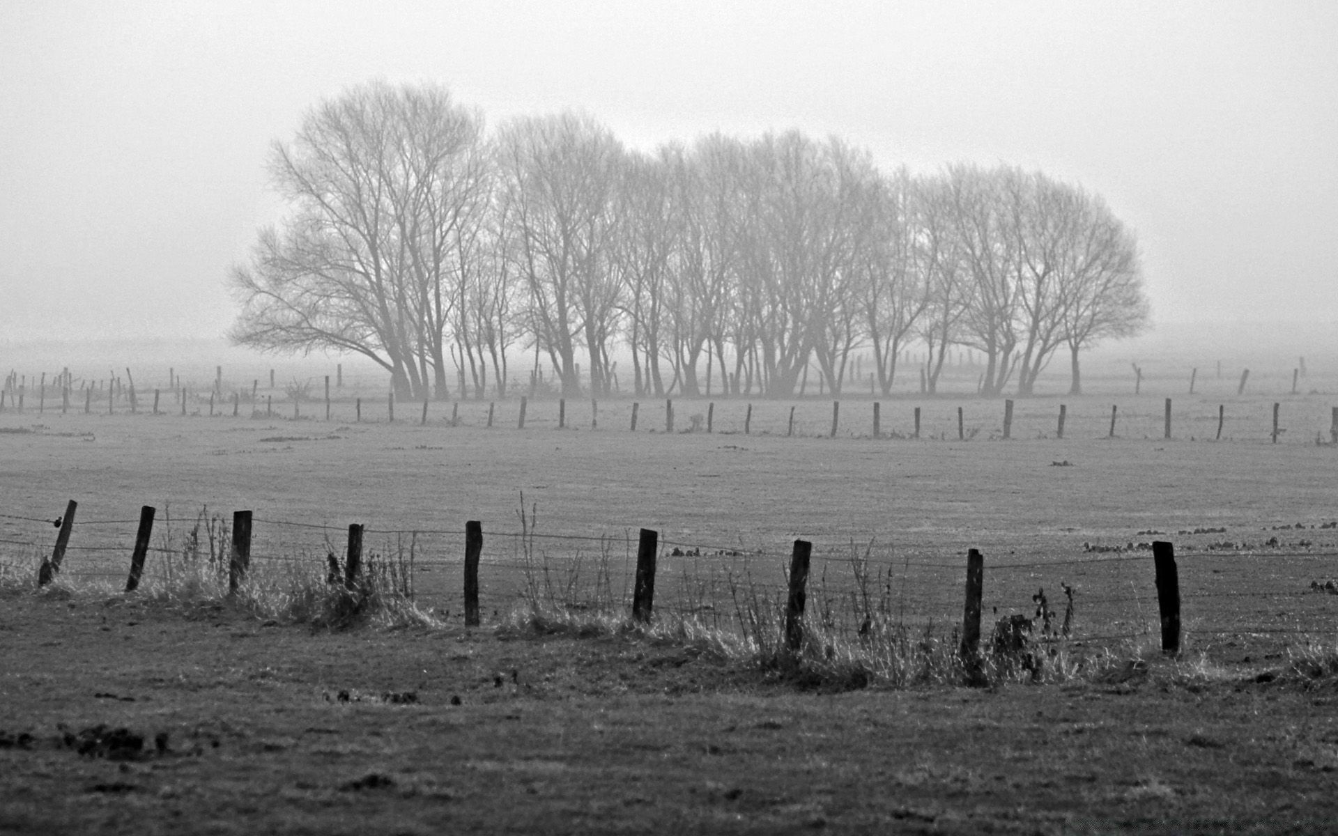 winter landscape tree monochrome black and white fog