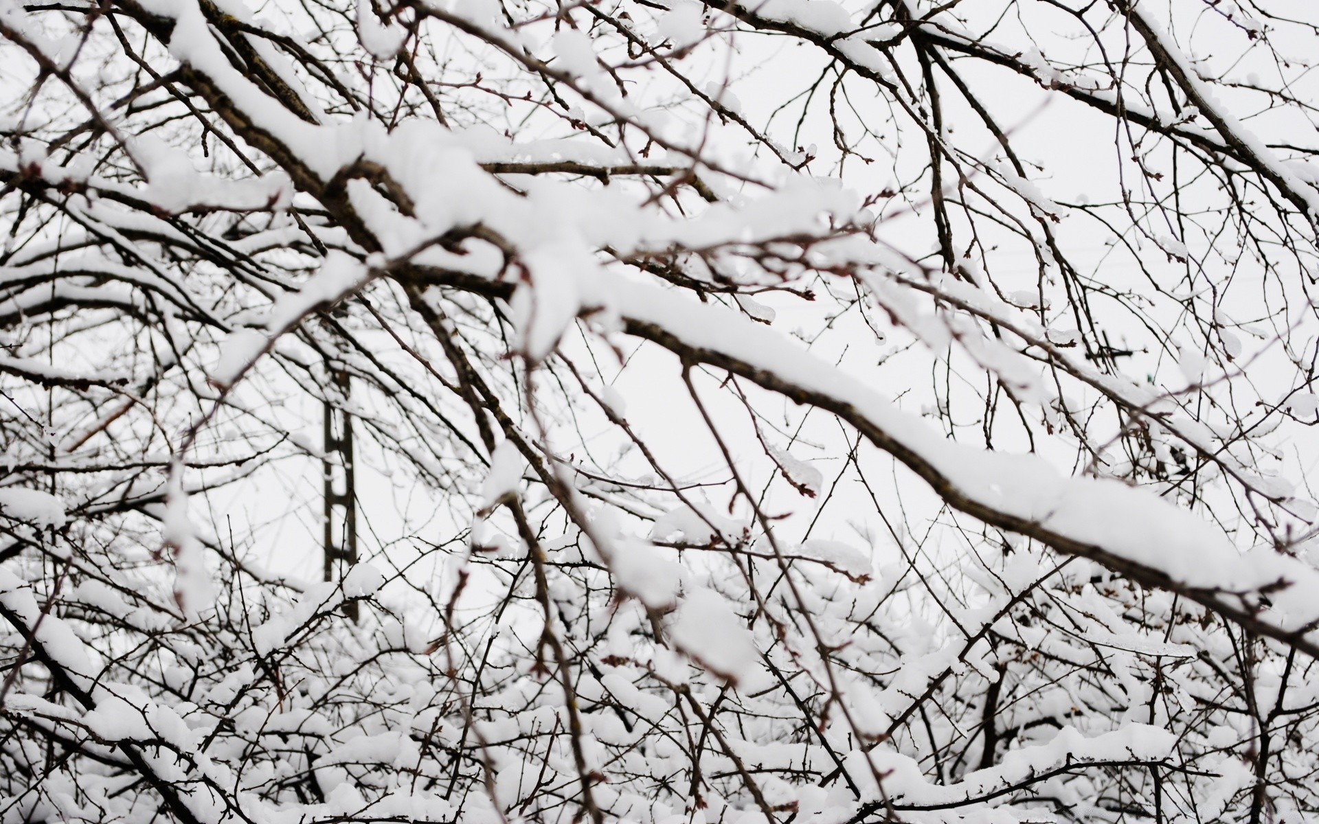 invierno árbol rama naturaleza nieve pájaro temporada escritorio madera frío hoja cielo parque medio ambiente otoño claro abstracto construcción brillante