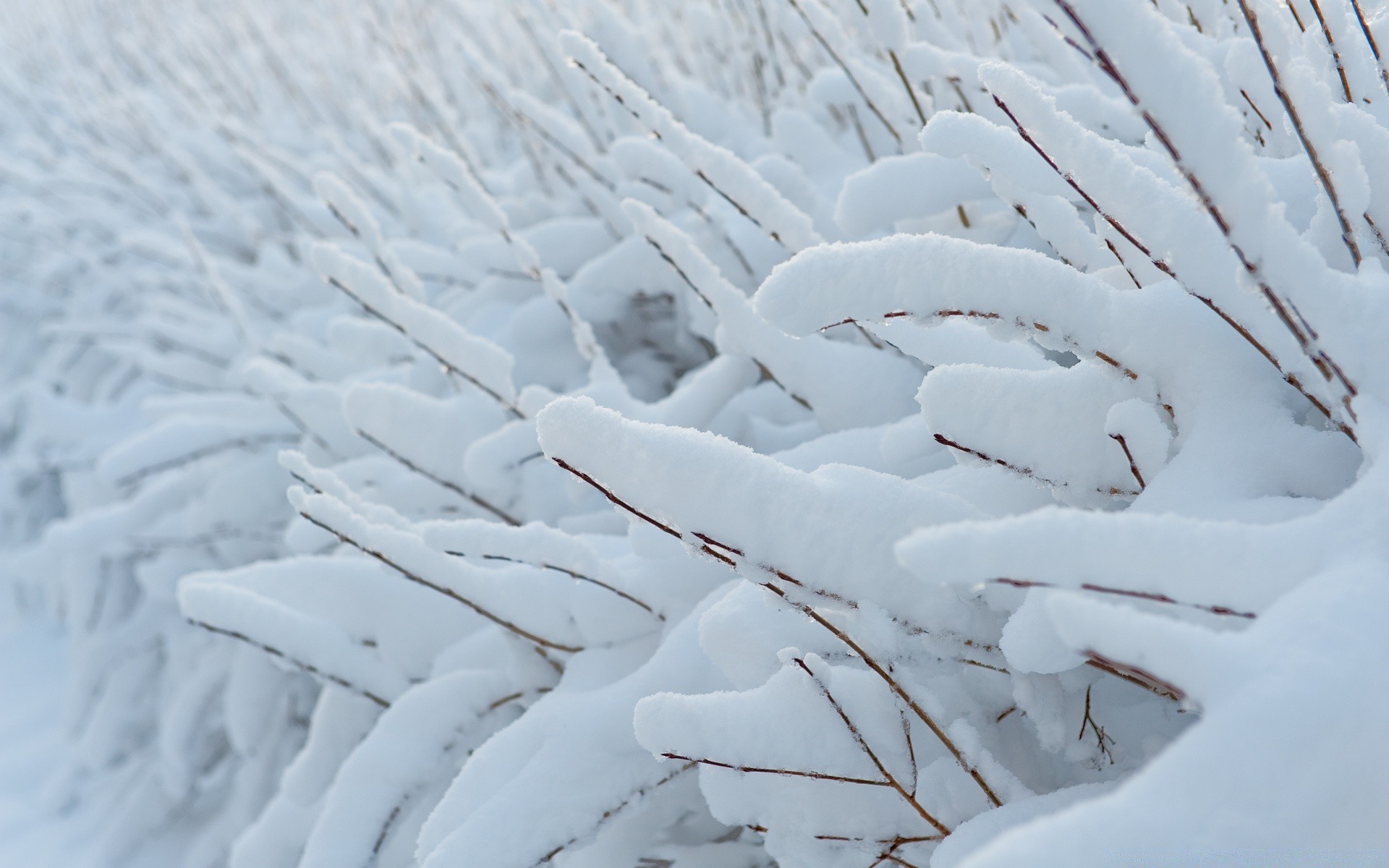 winter snow frost cold frozen ice frosty weather nature outdoors icy season landscape pattern snow-white crystal desktop