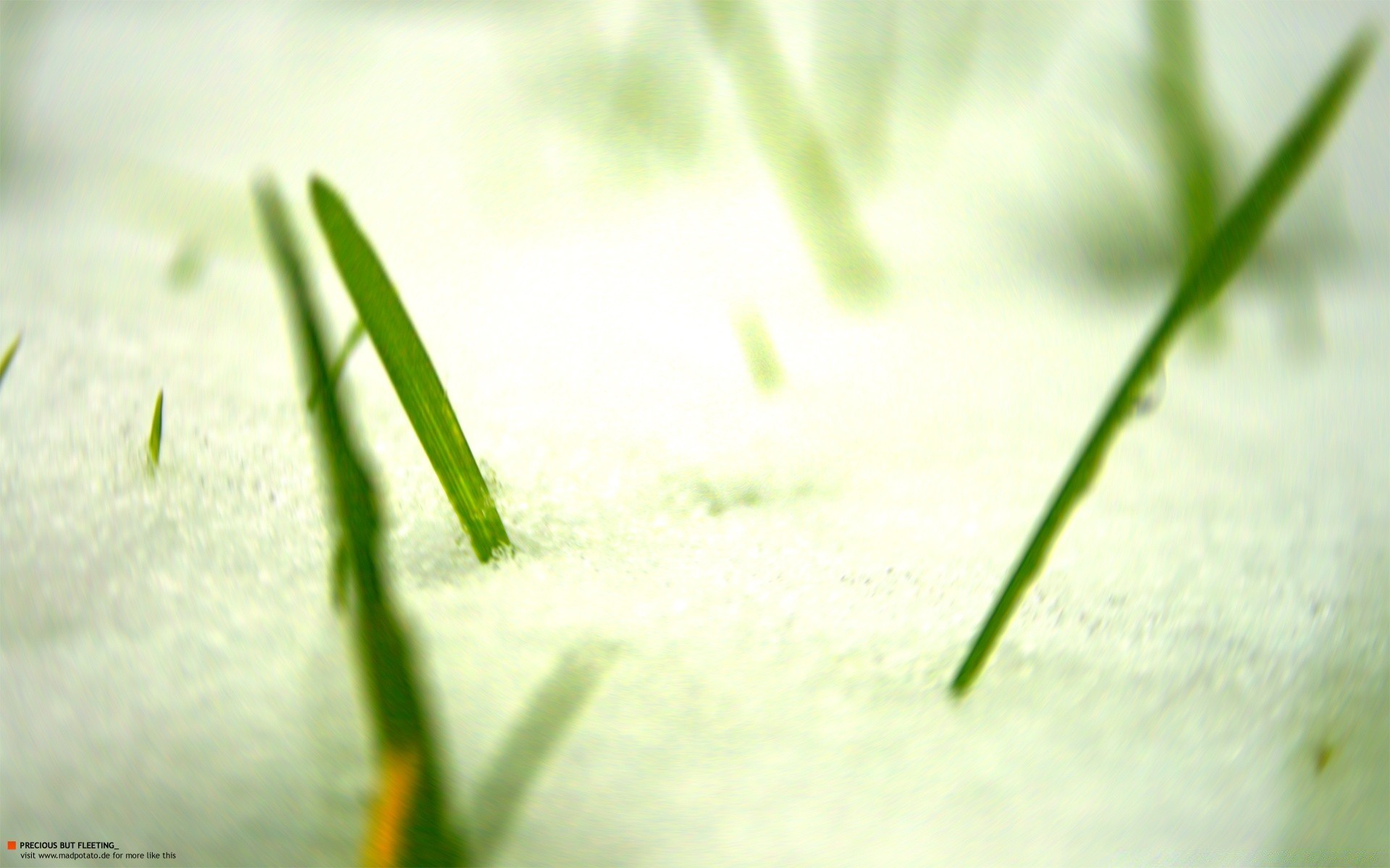 hiver flou nature croissance feuille chute herbe rosée été flore à l extérieur pluie jardin humide beau temps propreté environnement eau aube