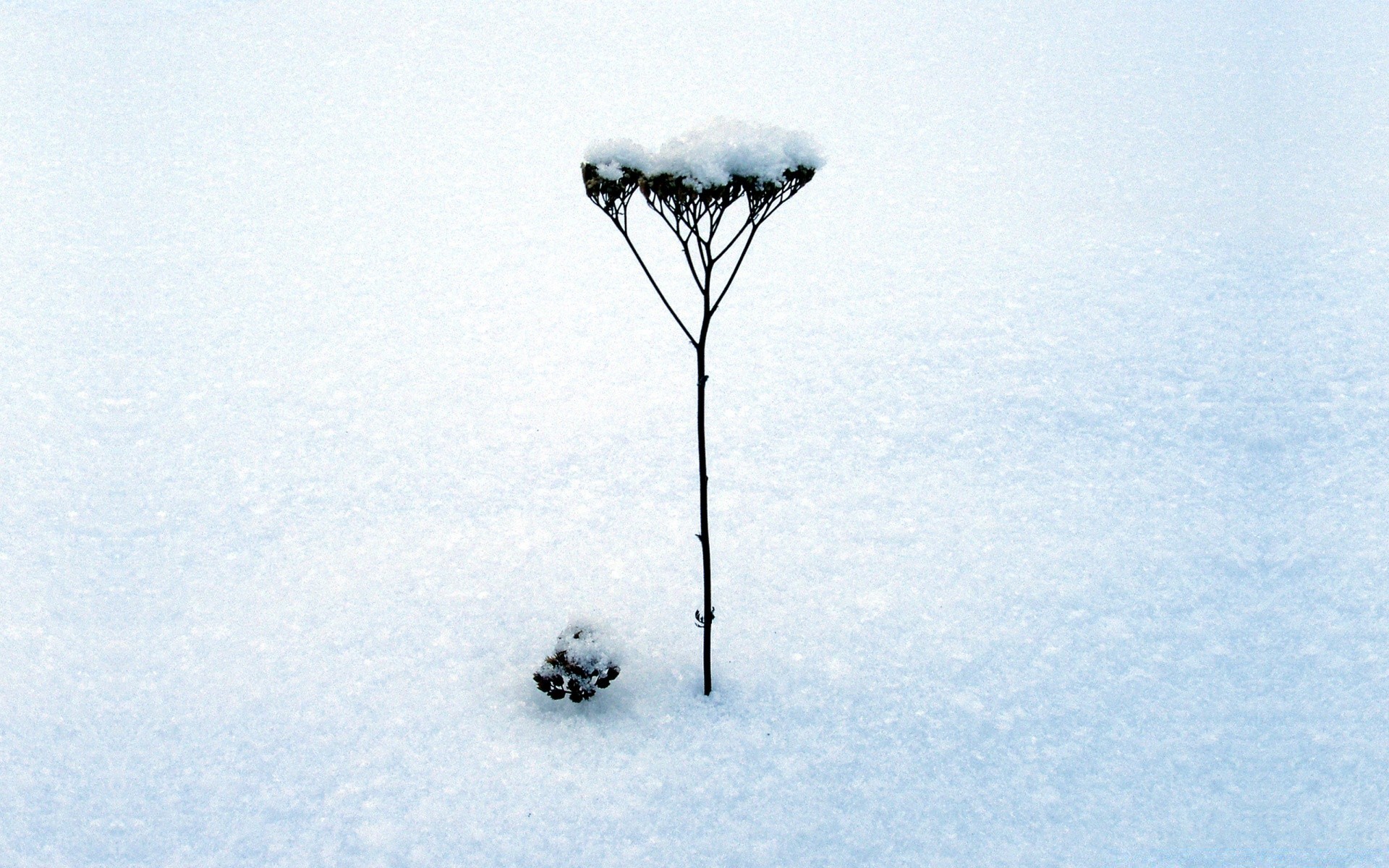 invierno nieve frío paisaje al aire libre escarcha tiempo naturaleza cielo luz del día árbol hielo congelado solo